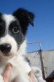 /album/fotogaleria/cachorra-lady-lou54-jpg/